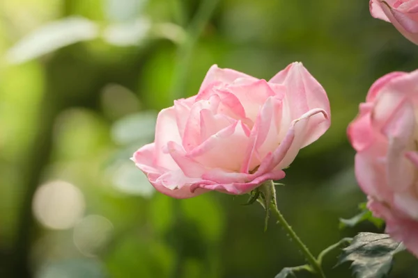 Roses Garden Roses Beautiful Beautiful Sunny Day — Stock Photo, Image