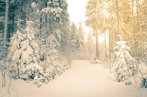 Une Forêt Enneigée Hiver Avec Beaucoup Neige — Photo