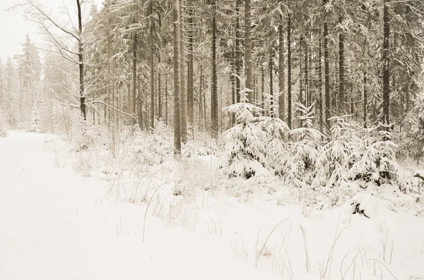 Ένα Χιονισμένο Δάσος Χειμώνα Πολύ Χιόνι — Φωτογραφία Αρχείου