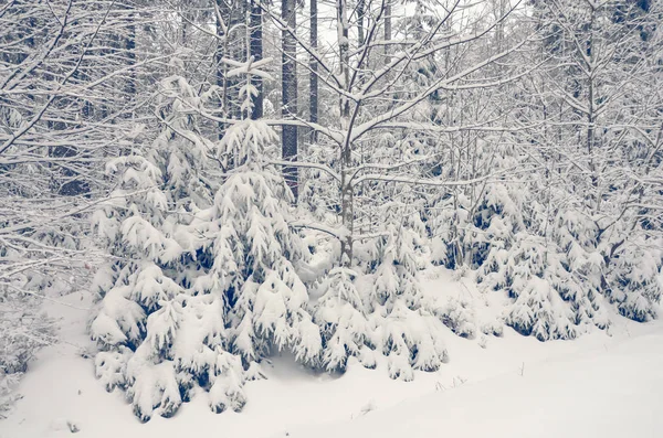 Winter Landscape Trees Snow — Stock Photo, Image