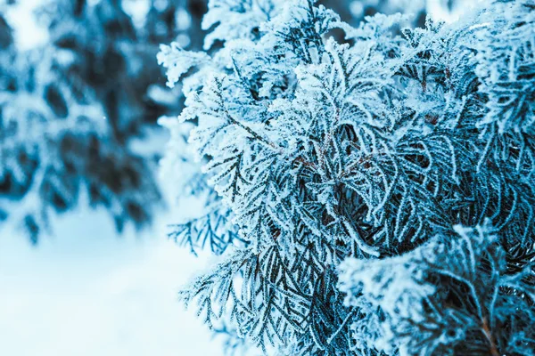 Abeto Congelado Hoarfrost Inverno Tarde — Fotografia de Stock