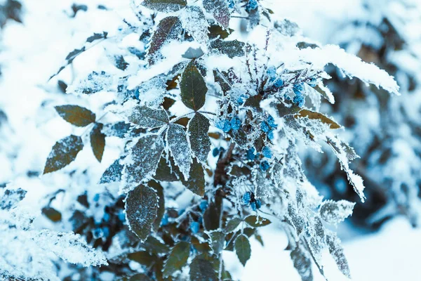 Épine Vinette Fermer Les Branches Dans Neige — Photo