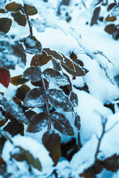 Berberitze Schließt Zweige Schnee — Stockfoto