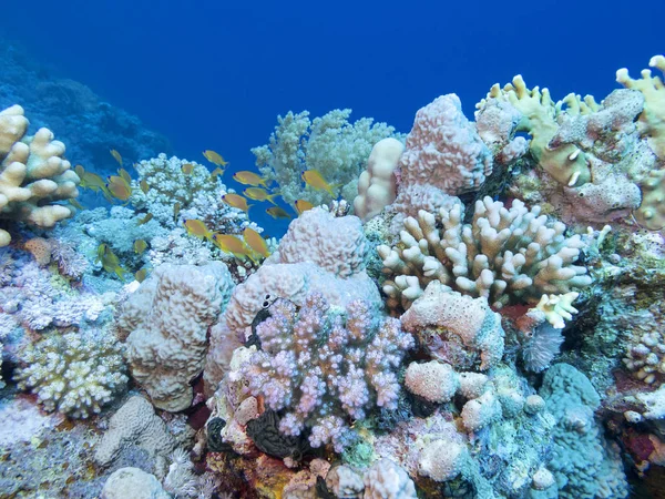 Färgglada Korallrev Botten Tropiska Havet Undervattens Landskap — Stockfoto