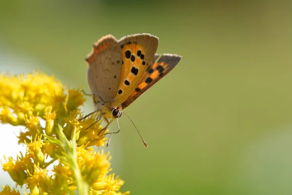 Detailní Pohled Krásné Barevné Motýla — Stock fotografie