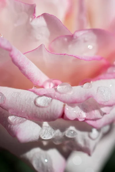 Close Belas Rosas Frescas Com Gotas Água — Fotografia de Stock