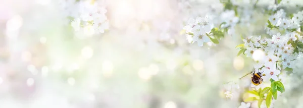 Cseresznyevirágok Virágokkal Tavasszal — Stock Fotó