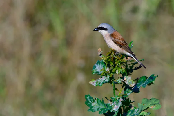 Man Rödryggad Shrike Jakt — Stockfoto