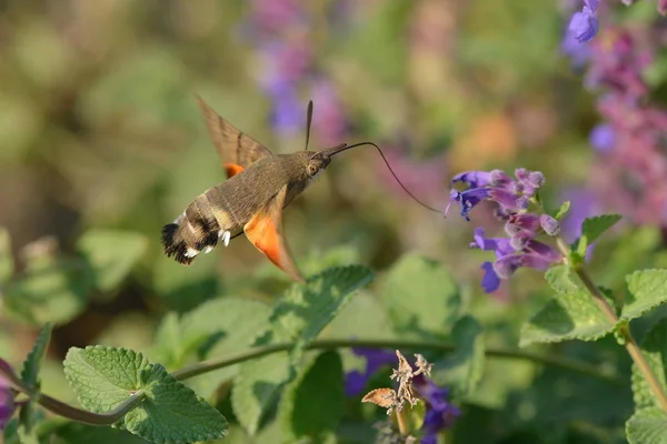 Hummingbird Falcão Traça Jardim Outono — Fotografia de Stock