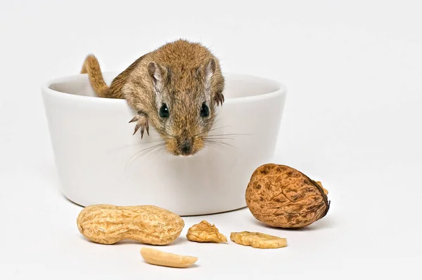 Gerbil Pequeno Rato Animal — Fotografia de Stock