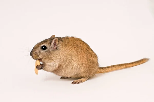 Myszoskoczek Mały Zwierzę Mysz — Zdjęcie stockowe