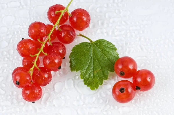 Currant Merah Segar Dalam Air — Stok Foto