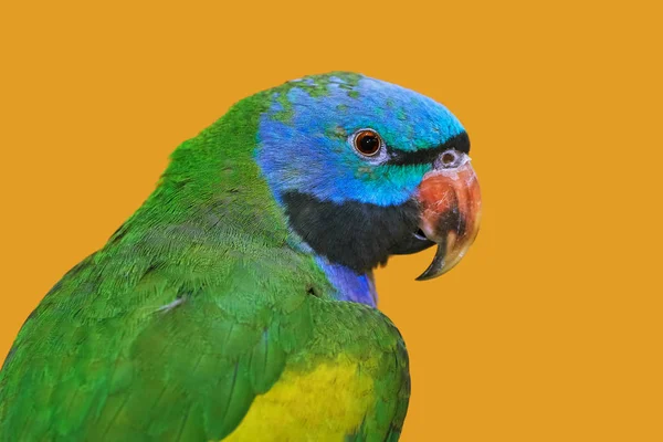 Lord Derbys Papuga Żółtym Tle — Zdjęcie stockowe