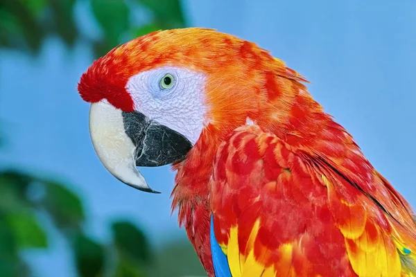 Porträt Des Ara Papageien Über Dem Gelben Hintergrund — Stockfoto