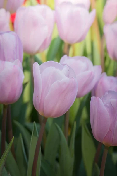 Цветущие Весенние Цветы Тюльпанов — стоковое фото