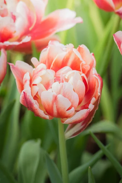 Весна Красивые Весенние Цветы Тюльпанов Флора — стоковое фото