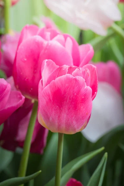 春にチューリップの花 — ストック写真