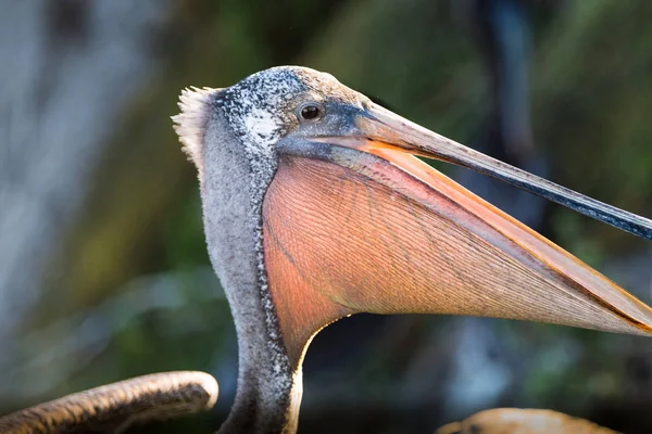 Uma Fotografia Pelicano Marrom Perto Mostrando Sua Bolsa Garganta Tirada — Fotografia de Stock