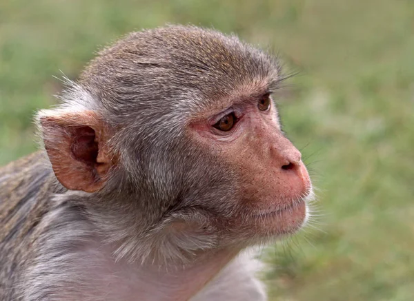 Rhesusaffe Macaca Mulatta Portrait — стоковое фото