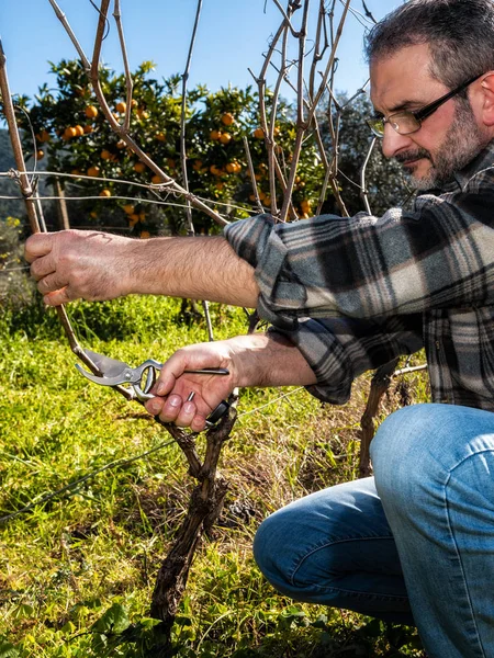 Viticultor Caucásico Trabajo Dedicado Poda Vid Con Tijeras Profesionales Agricultura —  Fotos de Stock