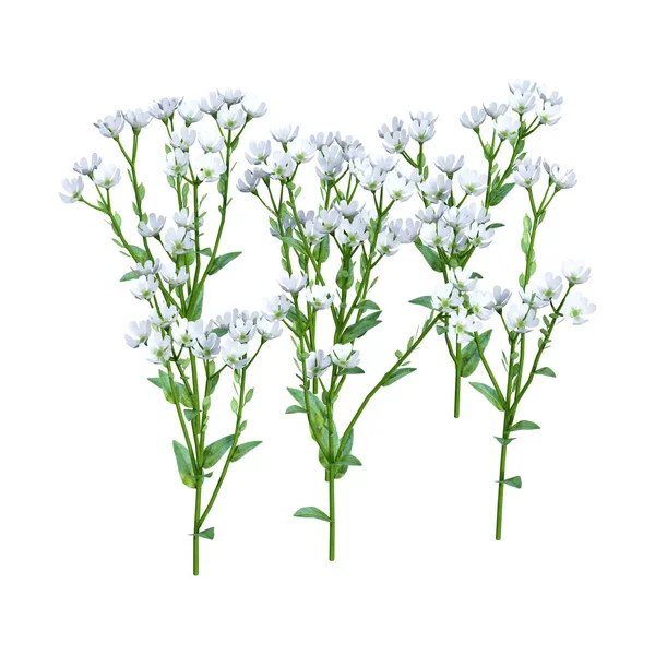 Rendu Fleurs Berteroa Incana Alyssum Hoary Isolées Sur Fond Blanc — Photo