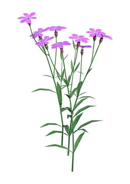 Rendering Dianthus Blommor Isolerad Vit Bakgrund — Stockfoto