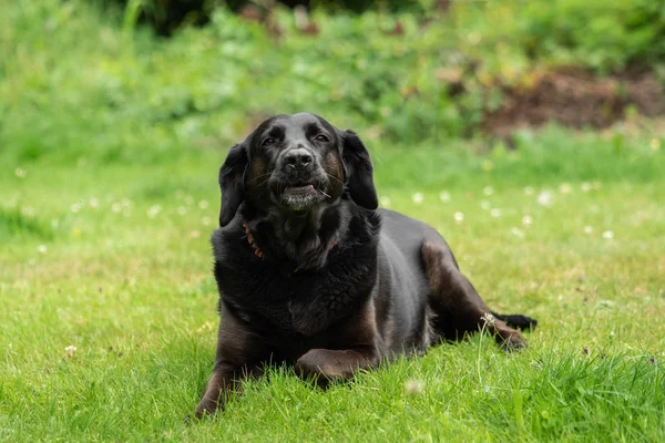 Een Zwarte Labrador Retriever Wei — Stockfoto
