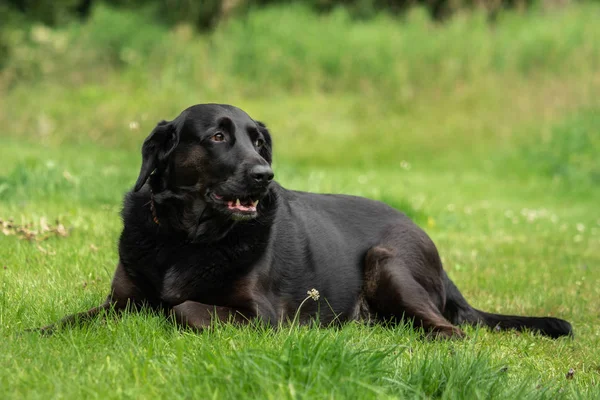 一只黑色的拉布拉多猎犬在草地上觅食 — 图库照片