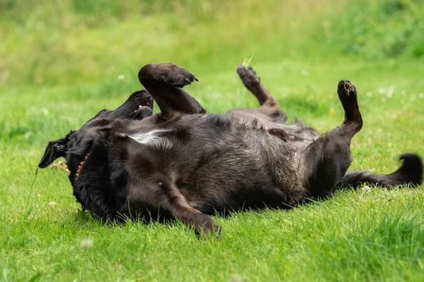 Czarny Pies Labrador Retriever — Zdjęcie stockowe