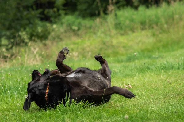Çayırda Siyah Bir Labrador Köpeği Var — Stok fotoğraf