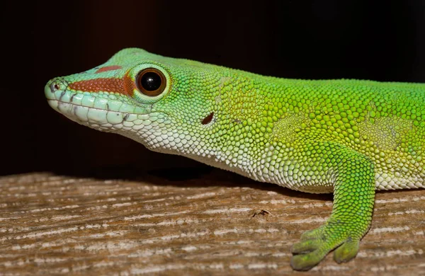 Phelsuma Gecko Phelsuma Madagascariensis Natürlichem Lebensraum Auf Bäumen Bernsteinberg Tierwelt — Stockfoto