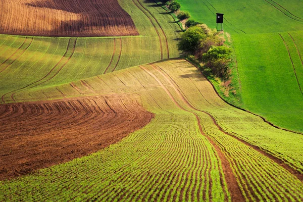 Sunset Lines Waves Spring South Moravia Czech Republic — Stock Photo, Image