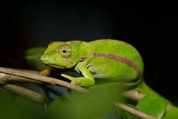 カメレオン Calumma Ambreense 夜行性の写真 琥珀山国立公園 マダガスカルの野生動物 — ストック写真