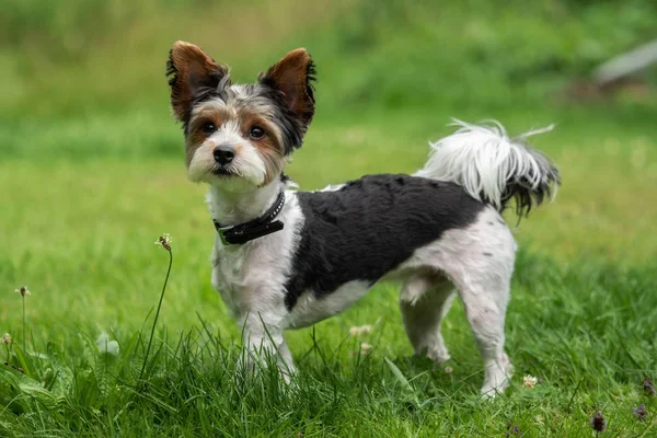 Petit Terrier Aux Cheveux Courts Dans Prairie — Photo