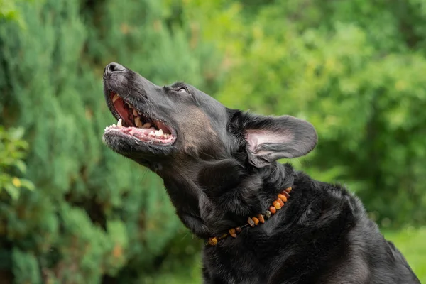 Μαύρος Σκύλος Λαμπραντόρ Ριτρίβερ — Φωτογραφία Αρχείου