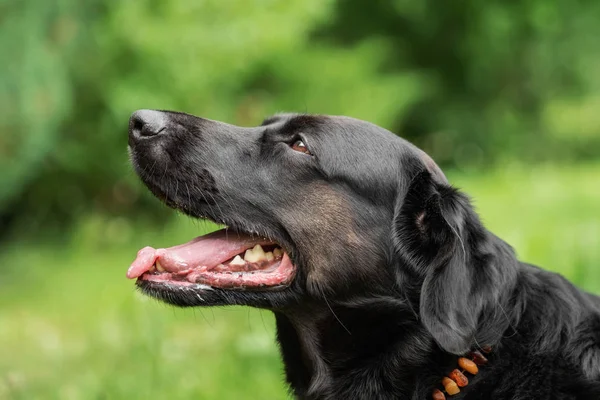 Labrador Noir Dans Prairie — Photo