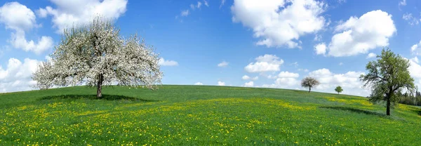 Panorama Blommande Äppelträd Stor Kuperad Äng Med Gula Maskrosor Landsbygdens — Stockfoto