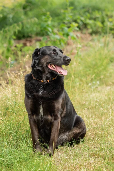 Μαύρος Σκύλος Λαμπραντόρ Ριτρίβερ — Φωτογραφία Αρχείου