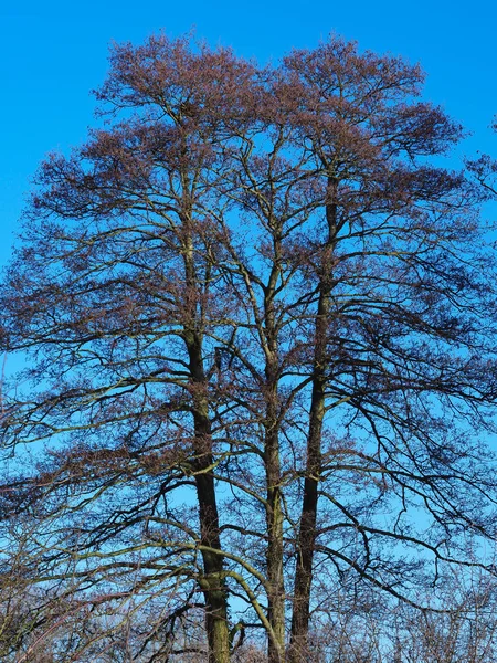 Група Трьох Високих Дерев Портретному Форматі Голими Зимовими Гілками Ясним — стокове фото