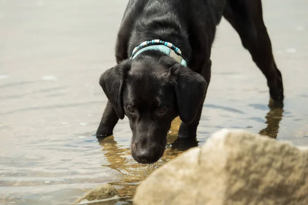 Een Zwarte Labrador Buiten Aan Het Water — Stockfoto