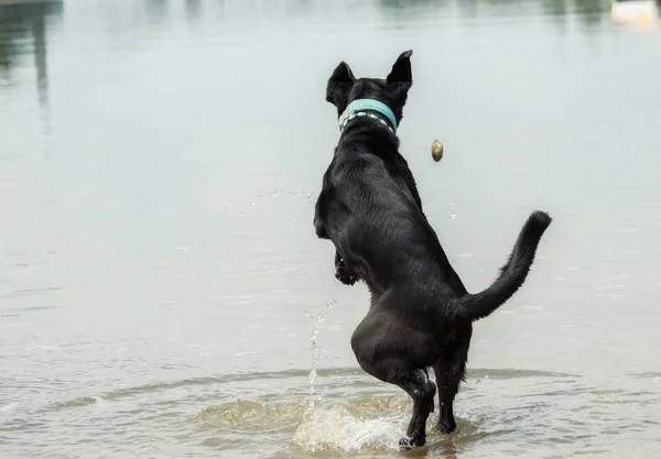 Schwarzer Labrador Hund Haustier — Stockfoto