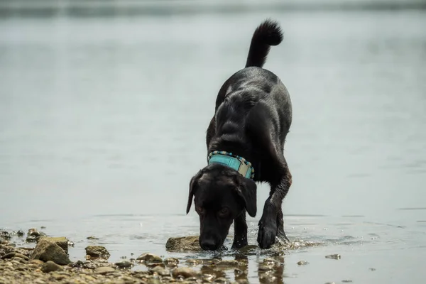 Czarny Labrador Zewnątrz Przy Wodzie — Zdjęcie stockowe
