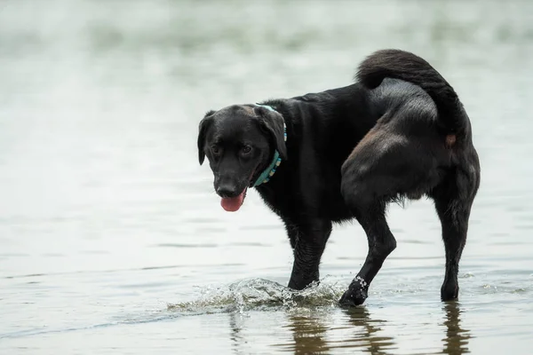 Czarny Pies Labrador Zwierzę Domowe — Zdjęcie stockowe