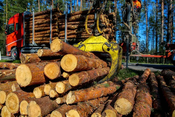 Turna Ormanda Kütükleri Kamyona Yüklüyor Ormanda Kereste Toplama Nakliye Orman — Stok fotoğraf