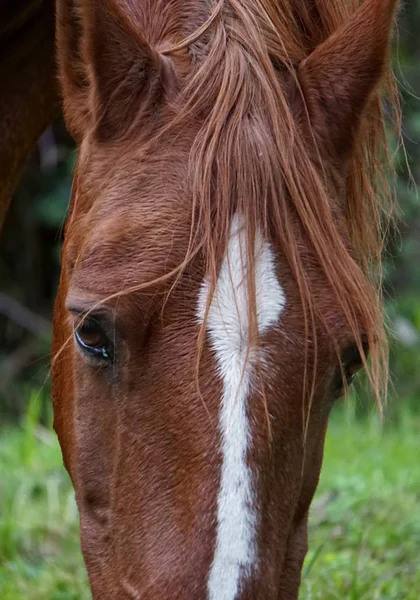 Bonito Cavalo Selvagem Natureza — Fotografia de Stock