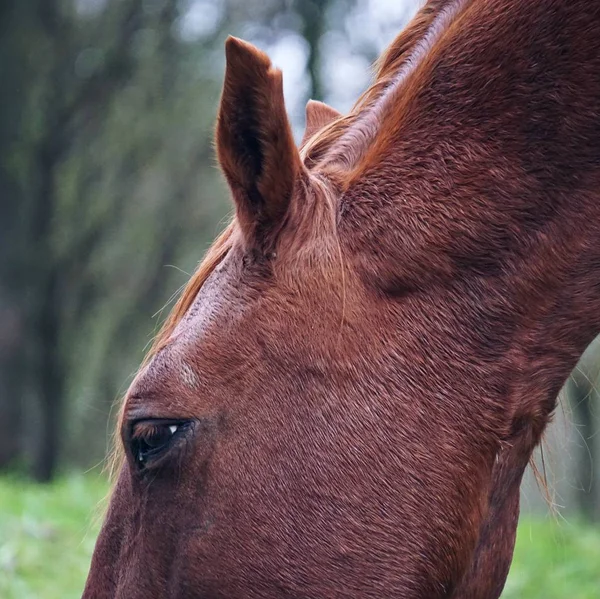 Cavalo Paddock — Fotografia de Stock