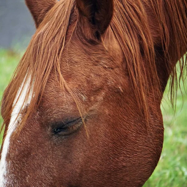 野生の自然でかわいい馬 — ストック写真