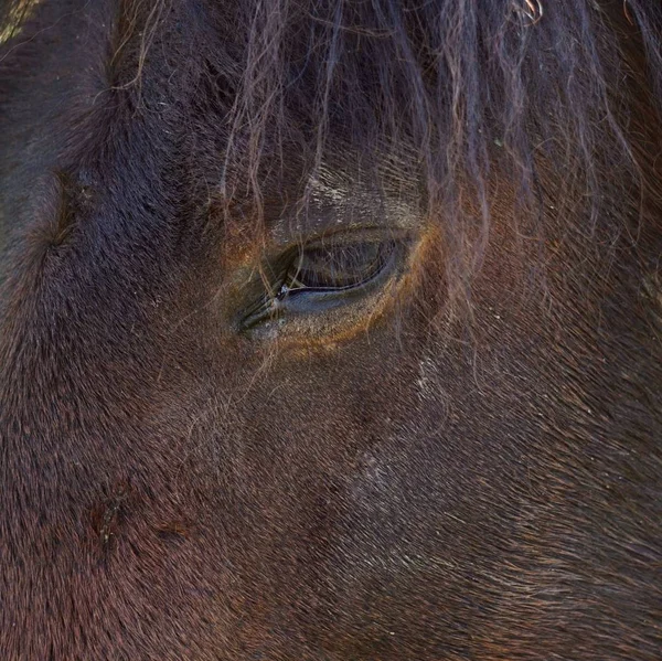 Close Horse — Stock Photo, Image