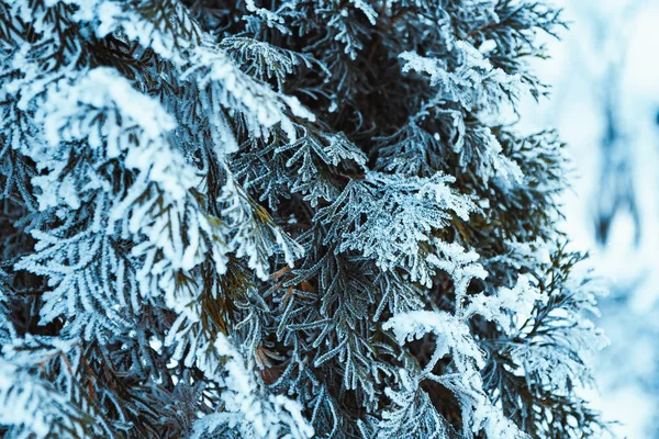 Abete Rosso Congelato Hoarfrost Nel Pomeriggio Invernale — Foto Stock