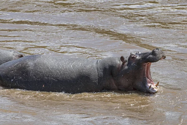 Flodhäst Flodhäst Hippopotamus Amphibius Gåtor Maul Masai Mara Kenya — Stockfoto